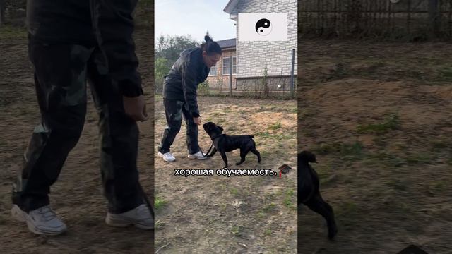 Зоогостиница SLY DOG
