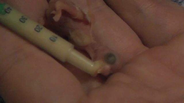 выкармливание птенца волнистого попугая смотреть онлайн