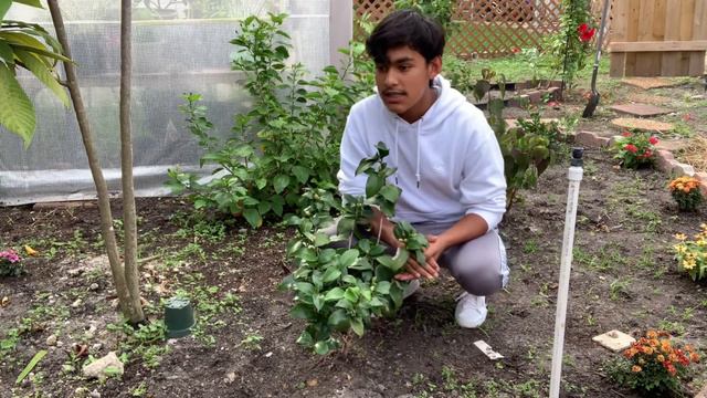 6 Plant Updates!!✨🌿🥳👑//Ultimate Gardening смотреть онлайн