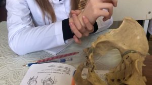 Плоскости и размеры женского таза(на русском языке !?)