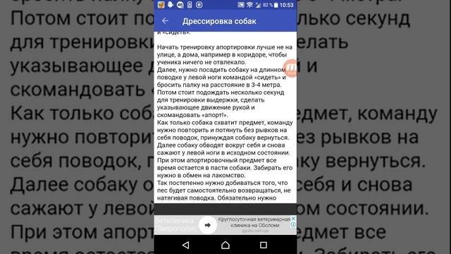 Как научить собачку приносить палку? Дрессировка собак! ? ? ?