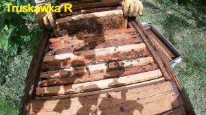 Готовим молодых пчелиных маток на пасеке на смену непродуктивным. Делаем отводки пчёл на маточники.