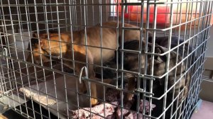 Вязка Питбулей Дэни и Рокки #щенкипитбуля #питбуль #вязкасобаки #вязка