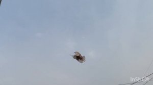 Николаевские голуби США Америка ?