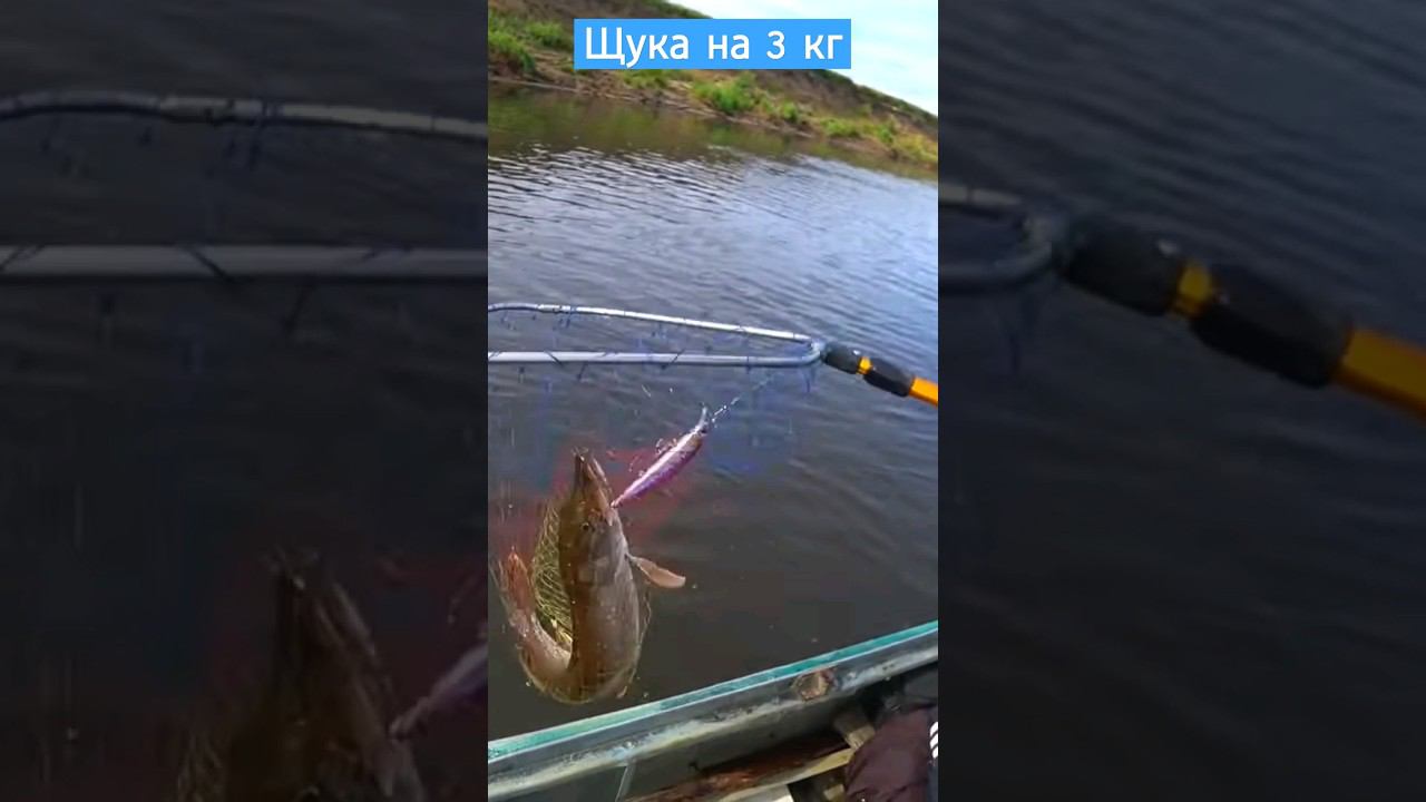 Щука на розовый воблер #щука #воблер #рыбалка смотреть онлайн
