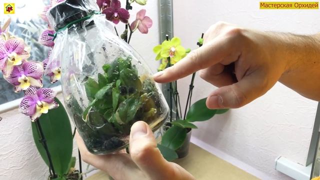 БОМБА в КОЛБЕ! Пришла фласка с 15 ОРХИДЕЯМИ внутри смотреть онлайн
