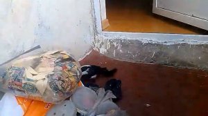 Домашняя сорока кормление сороки мясом Magpie
