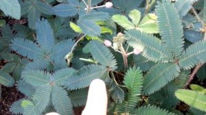 Чувствительное растение - Mimosa pudica - Sesitive Plant - Мімоза сором'язлива