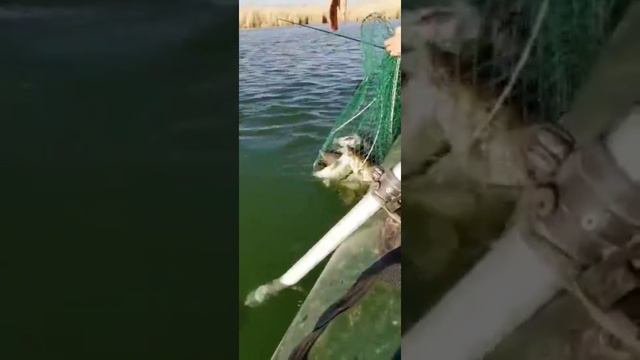 Рыбалка на судака...г.Жаркент смотреть онлайн