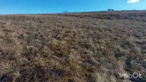 Синеножка(рядовка лиловоногая) Караби яйла 24.11.21