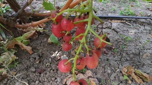 Виноград ДИНЬКА?? на 21.10.22р. смотреть онлайн