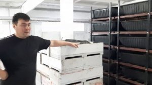 Тара для выращивания червя Дендробена.