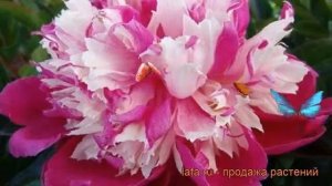 Пион травянистый Дейдрим (paeonia) ? пион Дейдрим обзор: как сажать рассада пиона Дейдрим