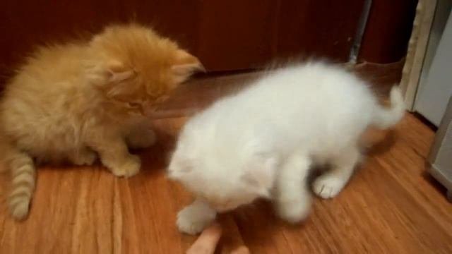 Шотландские котята