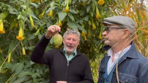 How to grow Brugmansia sanguinea - the Angel's Trumpet - a cool climate species of this great plant