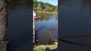 Самый большой карп который я видел.Big carp Kiev.