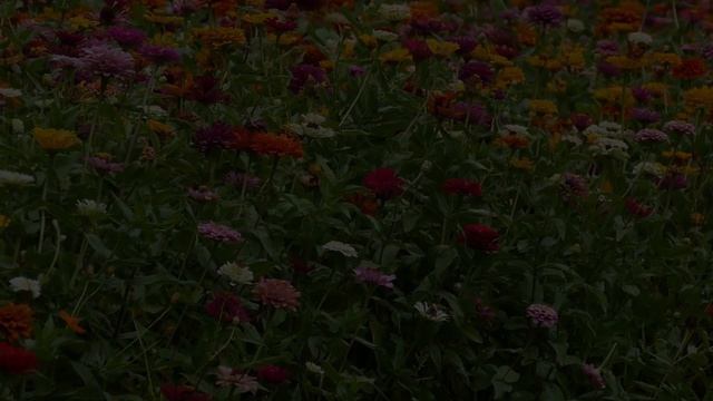 ✅ Красивые Цитаты про Любовь. Мудро Сказано о Любви, о Женщинах и о Жизни. ✔