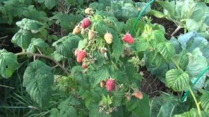 Опять забор Ремонтантная малина Безымянная груша