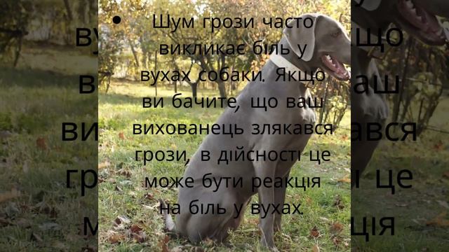 #faino  цікаво про собак