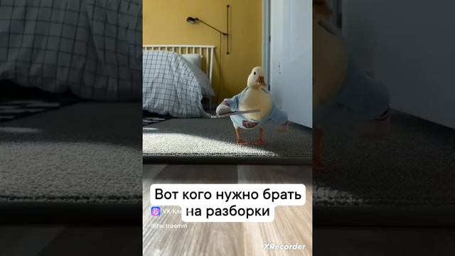 УТКА УБИЙЦА НА КАНАЛЕ Я УТКА.??????Прикол