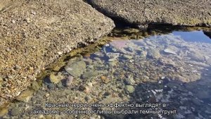 Интересные виды креветок для аквариума