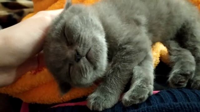 #котенок #видеоскотиками #кот  Очень крепкий сон у котенка, что аж страшно!!!
