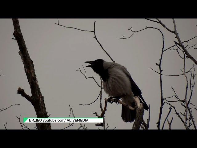 Охота на серую ворону. Ворон Алтайского края. Самка ворона на гнезде. Серая ворона санитар леса.