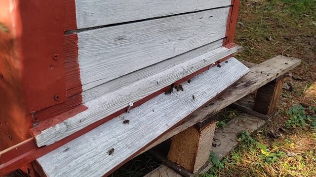 Карника. Улей утепленный мхом. Планы на будущий год. смотреть онлайн