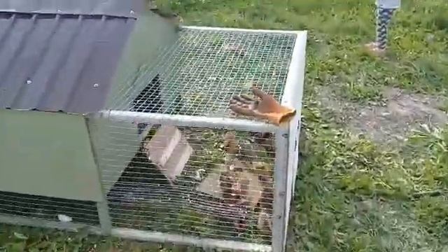 Петухи БРАМА и цыплята полу брама смотреть онлайн