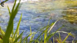 Медитация Павла Богатыря