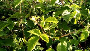 ежевика сорт лохтей, рушай (обзор), второй год плодоношения будет, зимовала без укрытия.