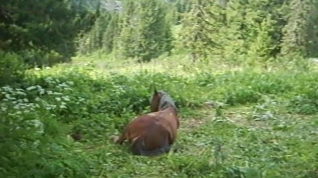 Лошадки чешут спины смотреть онлайн