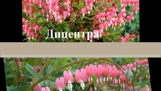 Что можно пасадить в тени Цветы в тени сада смотреть онлайн