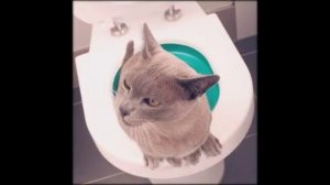 кошка гадит рядом с лотком