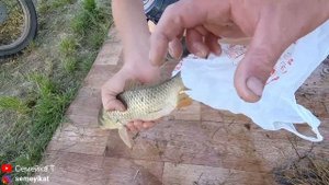 Ловим рыбу в огороде/Рыбалка в пруду на участке кастинговой сетью! Домашний пруд на даче с рыбой и?