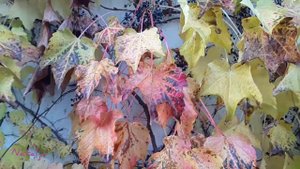 Ах, осень -  опавшие листья/Красивые стихи о осени/Стихи о любви.