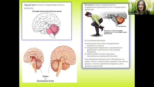 Строение головного мозга человека  ▶ Биология для начинающих