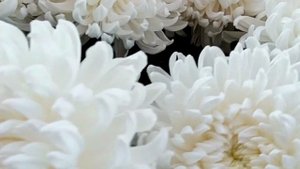 Хризантемы | Рибонет Бигуди | Парпл | саженцы и рассада Россия | Growing Taurida