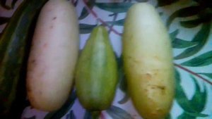 наши кабочки часть первая