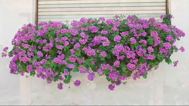 Robertas 4-piece Scented Citronella Geranium Collection on QVC