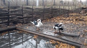 Гуси, утки//Как обустроен плавательный водоем для гусей и уток