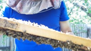 итоги отводков.контроль кладки яиц..