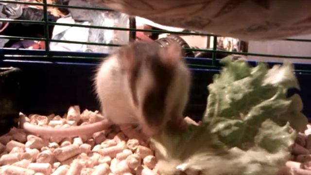 Крыса Шпрота приручает салат смотреть онлайн