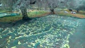 Как собирают оливки в Греции на масло