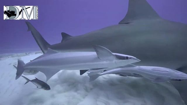 Бычьи акулы в Мексике смотреть онлайн