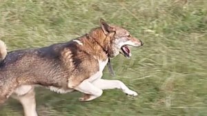 Каюр вдоль берега реки