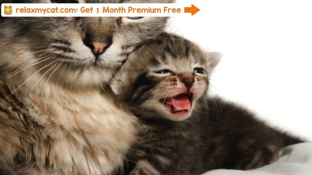 💫Música Magica para Gatos - Relájese y Calme a su Felino al Instante смотреть онлайн