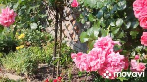 ❗🌹Вы видели, как цветет rose Berleburg?