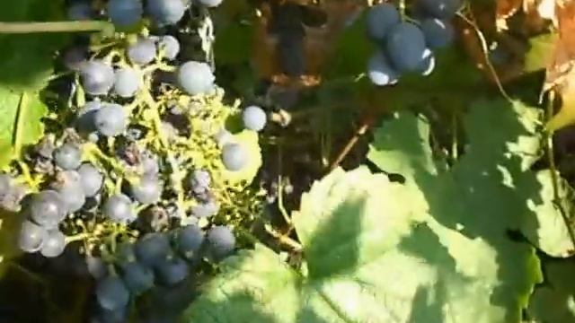 Сорт винограда Васьковского №5. смотреть онлайн