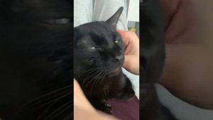 Кот ластится